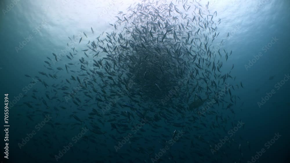 Huge school of fish swim and move in unison in response to predatory attacks in open blue water