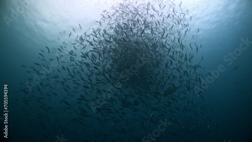 Huge school of fish swim and move in unison in response to predatory attacks in open blue water photo