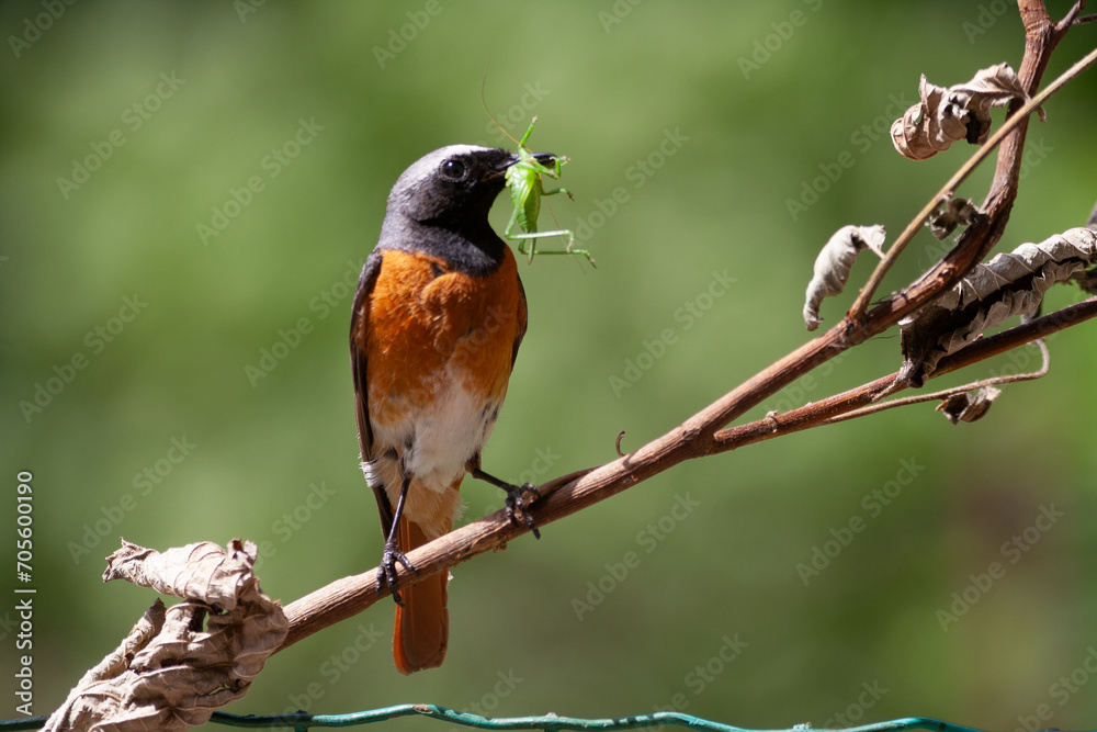 Redstart (Phoenicurus phoenicurus) Codirosso Redstart (Phoenicurus phoenicurus) Codirosso