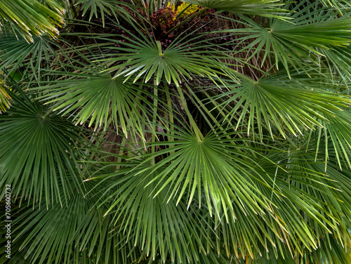 beautiful green leaves on sunny day