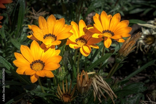 Yellow Gazania flowers in a sunny day
