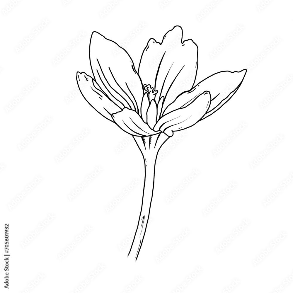 Line art Folwer Freehand Line art Folwer Freehand