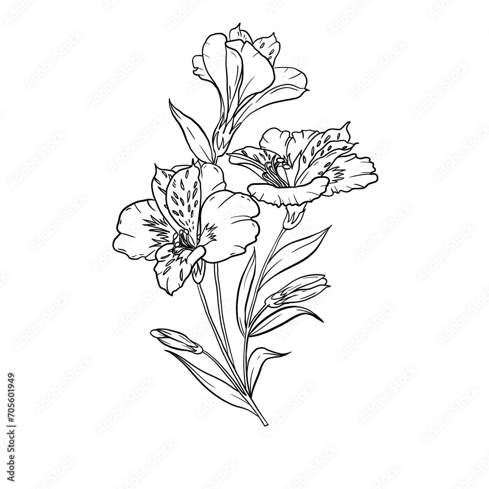 Line art Folwer Freehand Line art Folwer Freehand