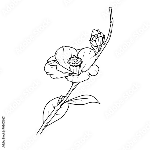 Line art Folwer Freehand 