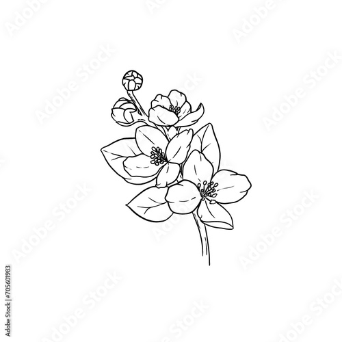 Line art Folwer Freehand 