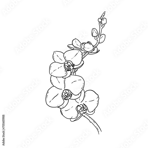 Line art Folwer Freehand 