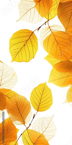 Golden Autumn Leaves: Vibrant Foliage Decor on White Background