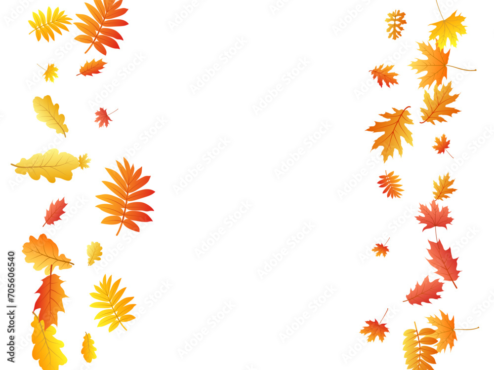Oak, maple, wild ash rowan leaves vector, autumn foliage on white background. Oak, maple, wild ash rowan leaves vector, autumn foliage on white background.