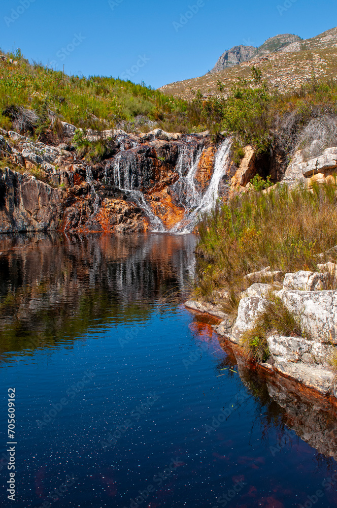 fynbos landscape, proteas, restios and ericas in the natural beauty of the western cape, south africa