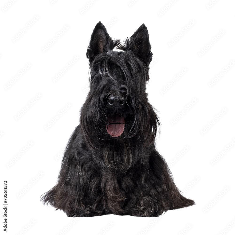 Cute adult solid black Scottish Terrier dog, sitting up facing front. Ears up, tongue out, and looking towards camera. One eye visible, one eye hiding behind bangs. Isolated cutout on a transparent ba