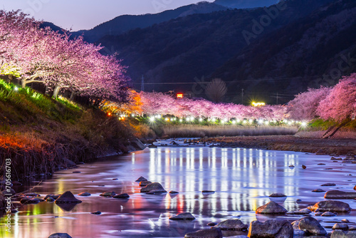 春の河津町の夜景　河津川沿いのライトアップされた美しい河津桜【静岡県】　
Night view of Kawazu Town in spring. Beautiful Kawazu cherry blossoms lit up along the Kawazu River - Shizuoka, Japan photo