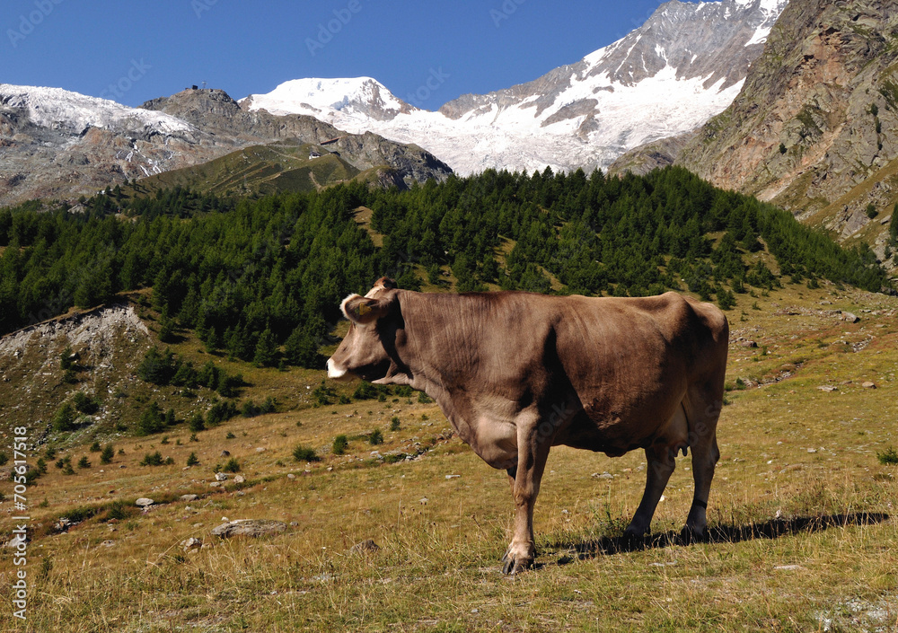 Saas Fee, canton Valais, canton Wallis, Switzerland, Europe - Swiss cow on high pastures, Simmental cow breed, Pennine Alps, Fee glacier in background Saas Fee, canton Valais, canton Wallis, Switzerland, Europe - Swiss cow on high pastures, Simmental cow breed, Pennine Alps, Fee glacier in background