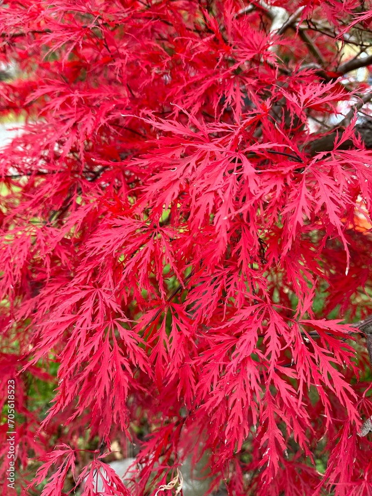 A redwood tree with red beautiful leaves outside A redwood tree with red beautiful leaves outside
