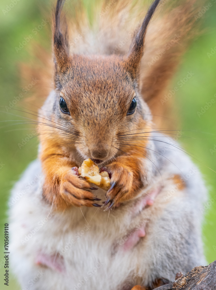 Fototapeta premium The squirrel with nut sits on a branches in the spring or summer.