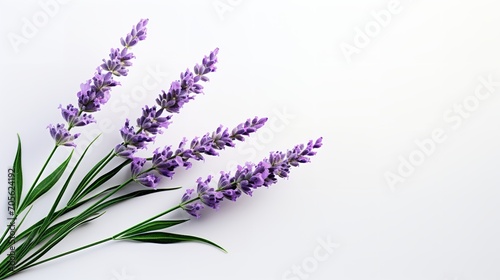 A group of lavender flowers on a clean  backdrop with copy space  Generative AI.
