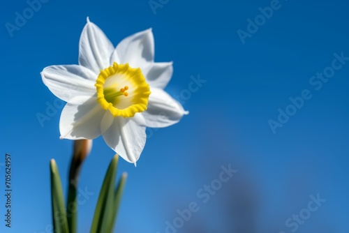 Single flower of daffodils  Narcissus poeticus subsp. radiiforus against blue sky background. Generative AI