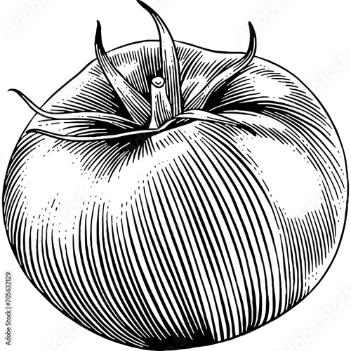 Hand drawn Tomato Sketch Illustration