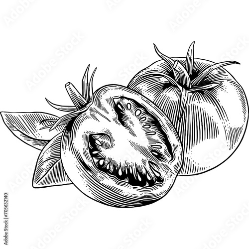 Hand drawn Tomatoes Sketch Illustration