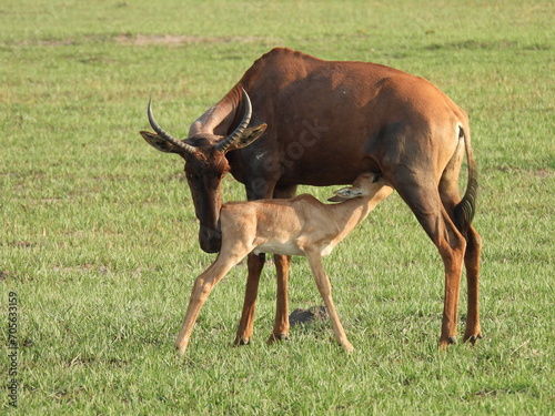 Tsessebe suckles photo
