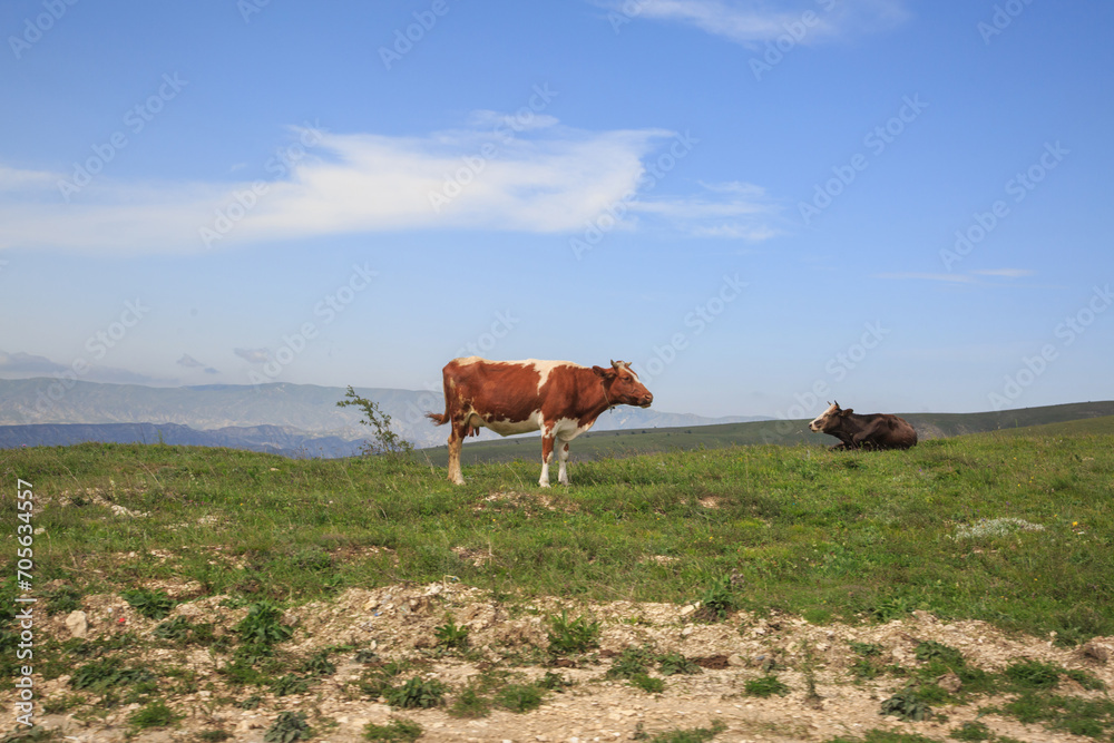 Cows graze in the mountains of Dagestan.