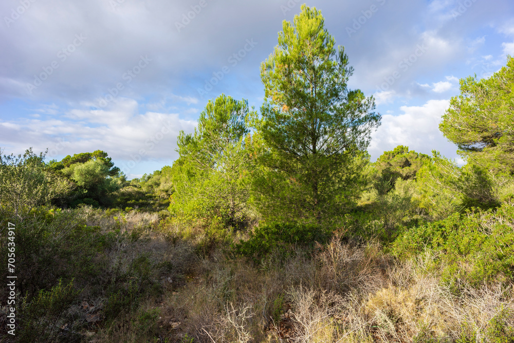 Cala Murada pine forest, .Manacor, Majorca, Balearic Islands, Spain