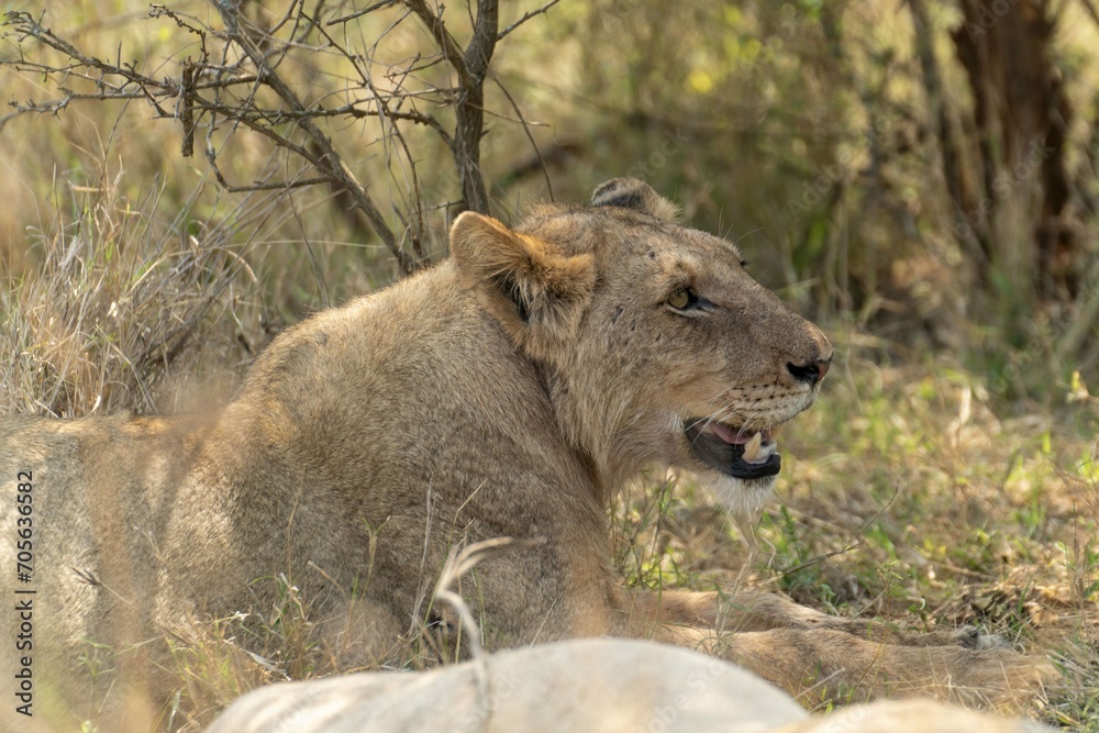 Obraz premium Female lion relaxing in the grass