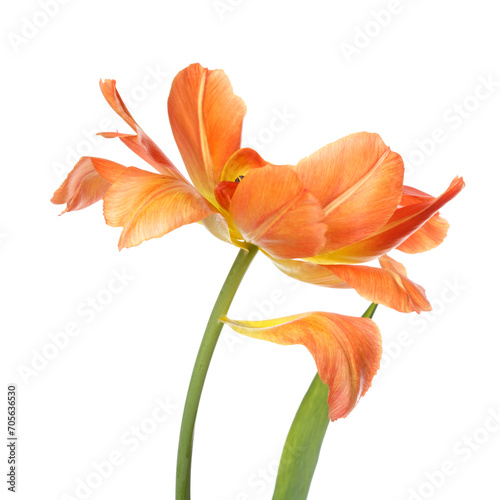 Bright yellow-orange tulip flower isolated on white background.