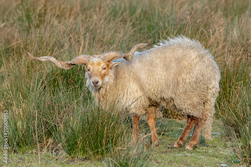Racka Sheep, Ovis aries strepsiceros Hungaricus, an old rare breed on pasture, Hungarian sheep with long spiral horns and creamy white long fleece, looking to the camera, sideview, standing photo