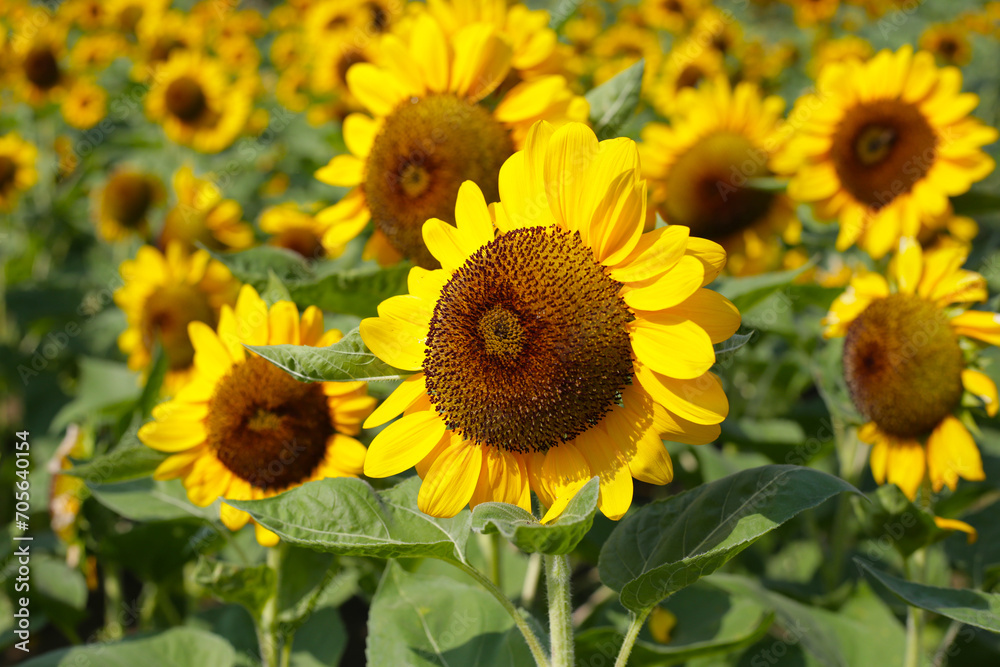 Naklejka premium Blooming sunflower fields. Beautiful yellow flower