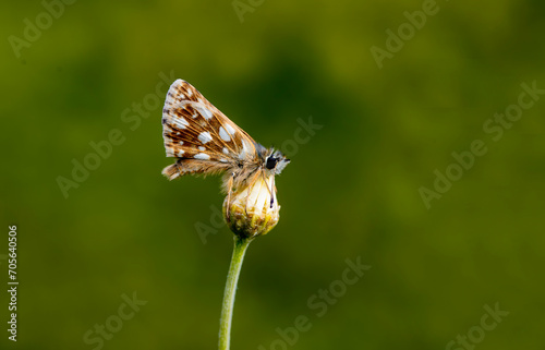Red Jumper butterfly (Spialia orbifer) on the plant photo