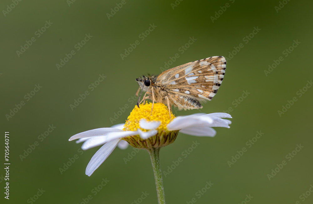 Aegean Hopper butterfly (Pyrgus melotis) on the plant.​