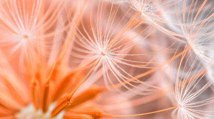 Leinwandbilder Pantone 2024 Peach Fuzz Macro close up of dandelion in peach fuzz color theme.  © sirins
