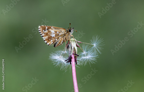 Aegean Hopper butterfly (Pyrgus melotis) on the plant.​