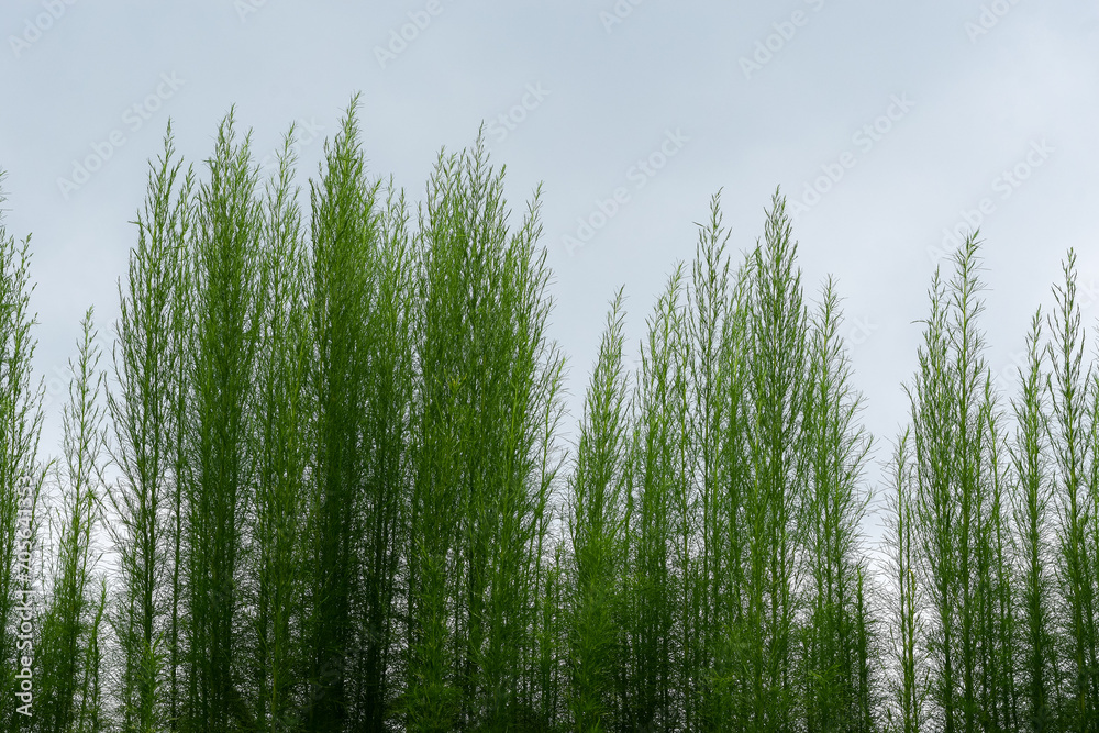 Obraz premium Green fence background from plants