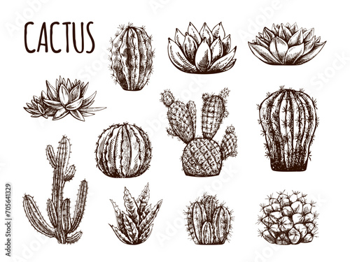 Vector hand drawn sketches of cacti and succulent plants. Vintage illustration of Mexican plants. Elements for the design of labels. Monochrome drawing.