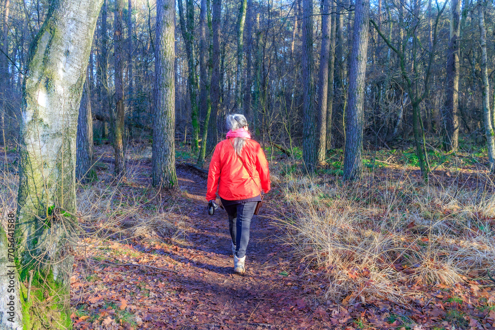 Senior woman walking along a trail with her back to camera between bare trees in Hoge Kempen national park, red jacket, wild vegetation in background, sunny autumn day in As, Limburg, Belgium Senior woman walking along a trail with her back to camera between bare trees in Hoge Kempen national park, red jacket, wild vegetation in background, sunny autumn day in As, Limburg, Belgium