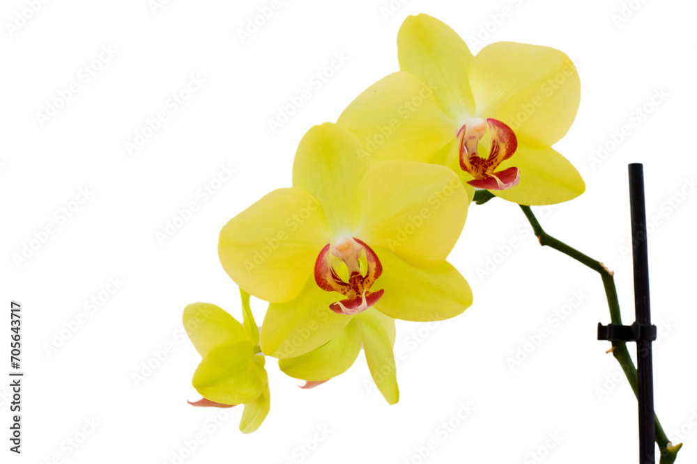 Obraz premium yellow orchid isolated on white