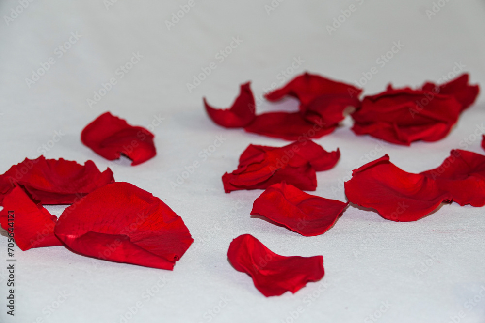 Fototapeta premium Rote Rosenblüten 