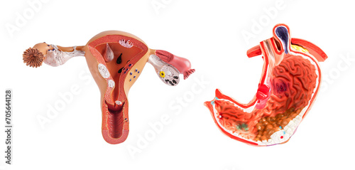 Uterus and stomach model isolated on white background, doctor holding anatomy model for study diagnosis and treatment in hospital. photo