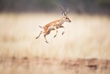action shot of gazelle leap from side angle