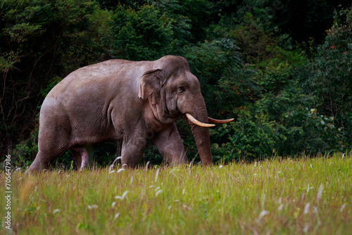 wild elephant walking through open field at khao yai national park thailand