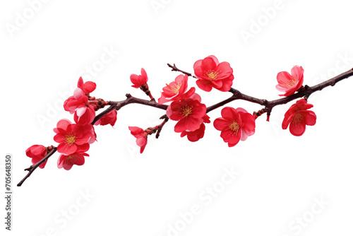 Beautiful sakura flowers isolated on white