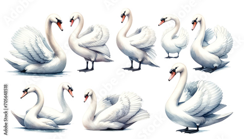 Fototapeta Naklejka Na Ścianę i Meble -  set of watercolor cute Swan isolated on transparent background