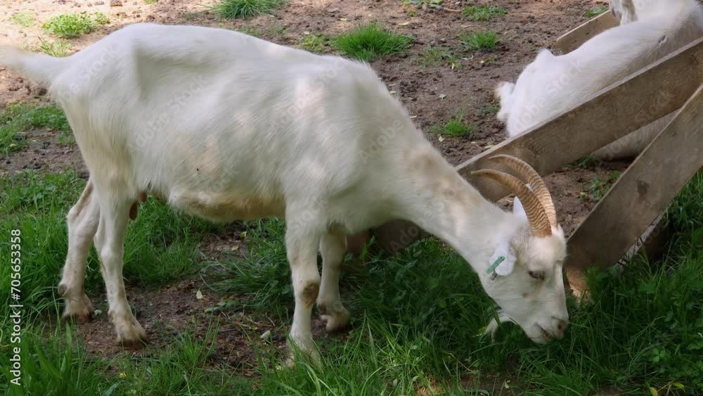 White goat grazing on meadow on a goat farm White goat grazing on meadow on a goat farm