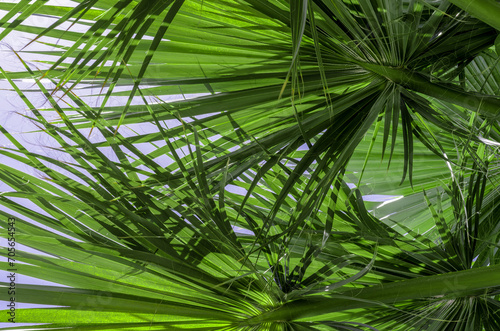 fresh palm tree branches bottom view