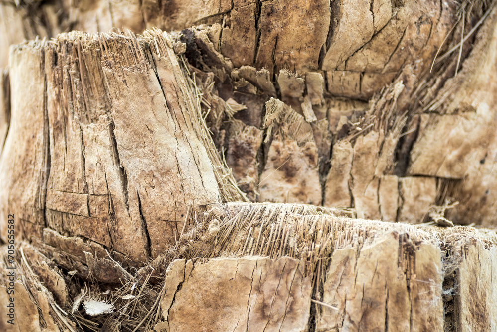 texture background abstraction bark wood fibers of palm tree texture background abstraction bark wood fibers of palm tree