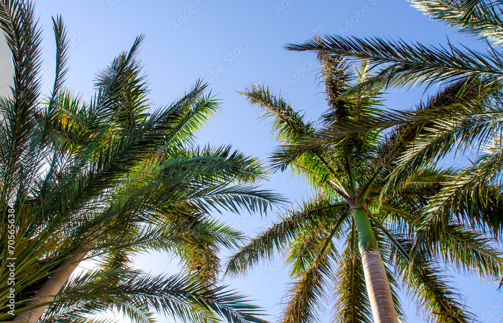 high palm trees pattern on white background