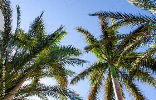 high palm trees pattern on white background © Sofiia