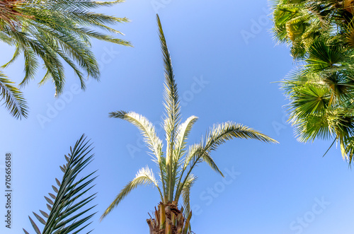 tropical background fresh palm branches