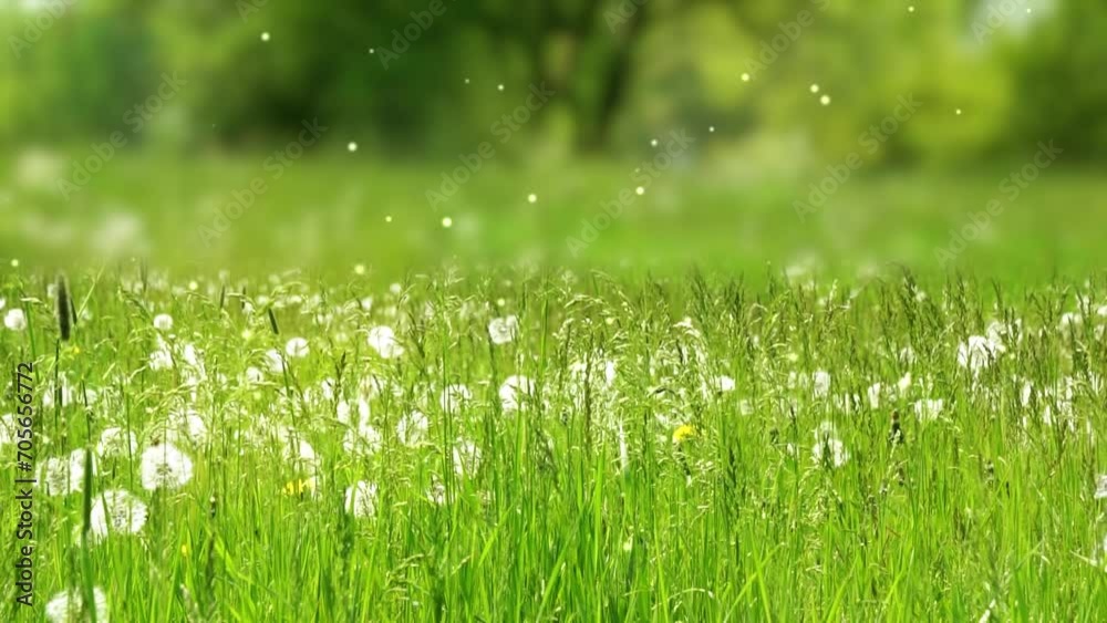 beautiful dandelion meadow with flying blow ball particle animation, pollination in summer nature scene in pollen allergy season 